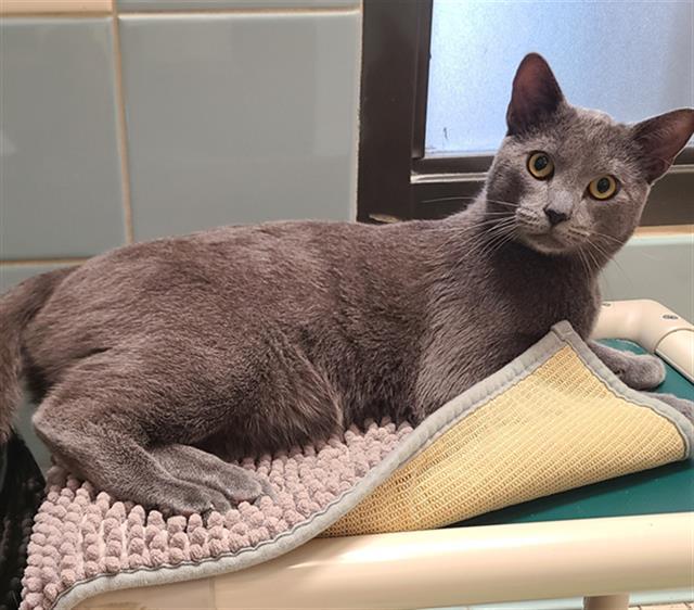 DOOMIE, Adoptable, Young Male Domestic Short Hair.