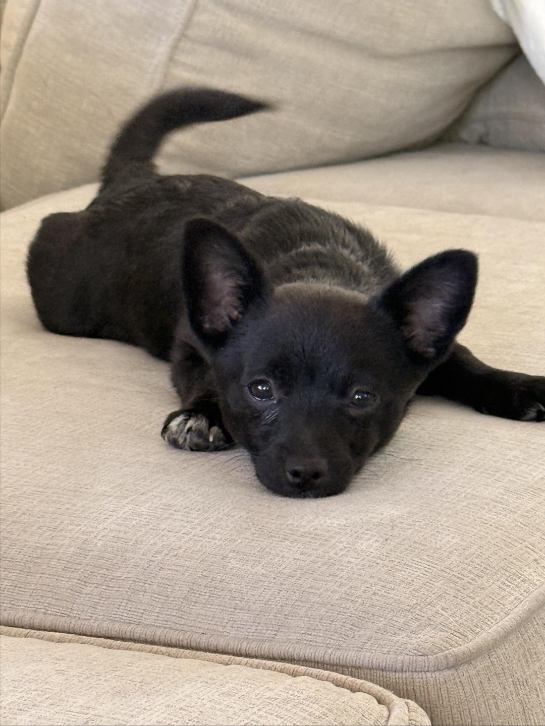 Enlarge Estrella, a Adopted mixed breed in Brentwood, CA image 1/1