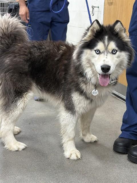 Enlarge SEPHORA, a Adoptable Husky in Upper Marlboro, MD image 1/1