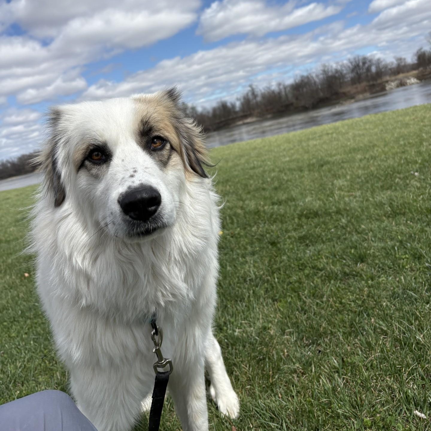 Enlarge Goose, a Adoptable mixed breed in Atchison, KS image 3/5