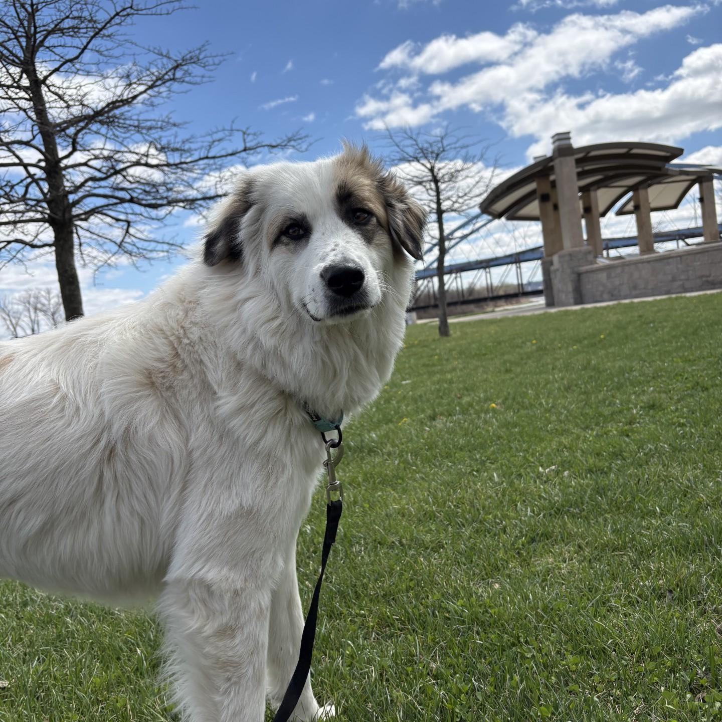 Enlarge Goose, a Adoptable mixed breed in Atchison, KS image 5/5