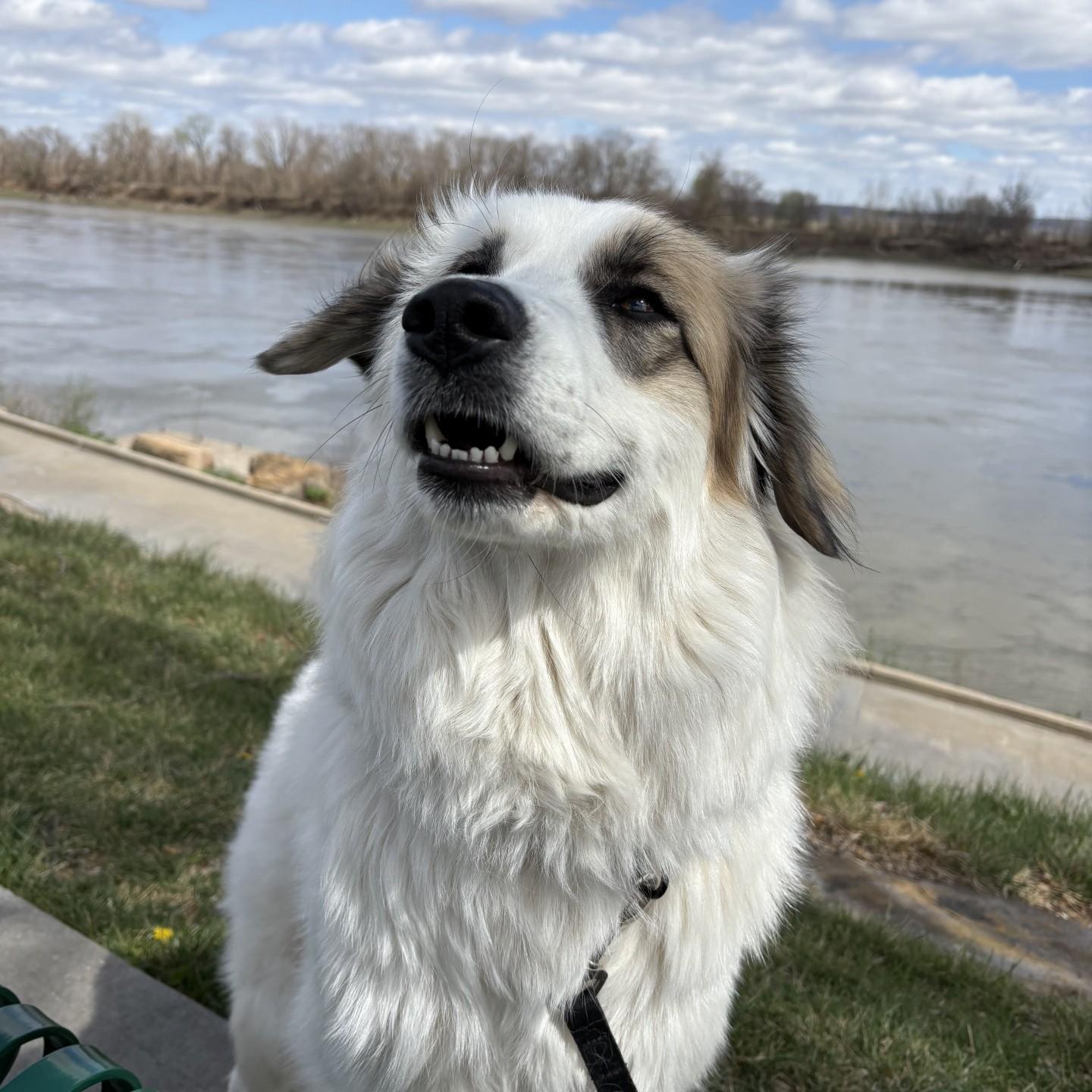 Goose, Adoptable, Young Female Anatolian Shepherd & Great Pyrenees.