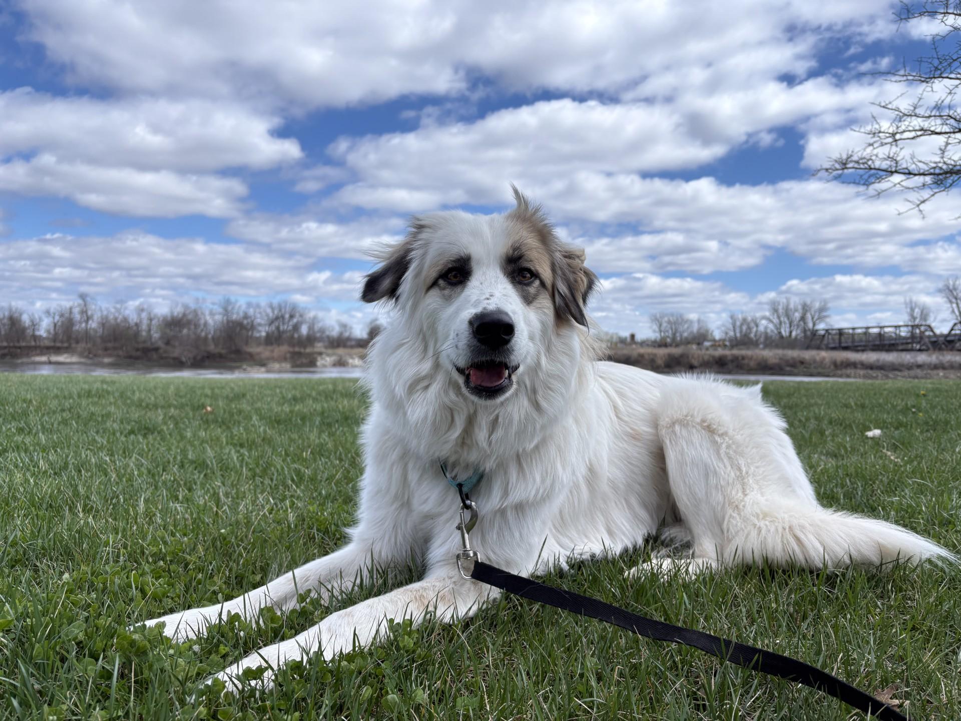 Enlarge Goose, a Adoptable mixed breed in Atchison, KS image 4/5