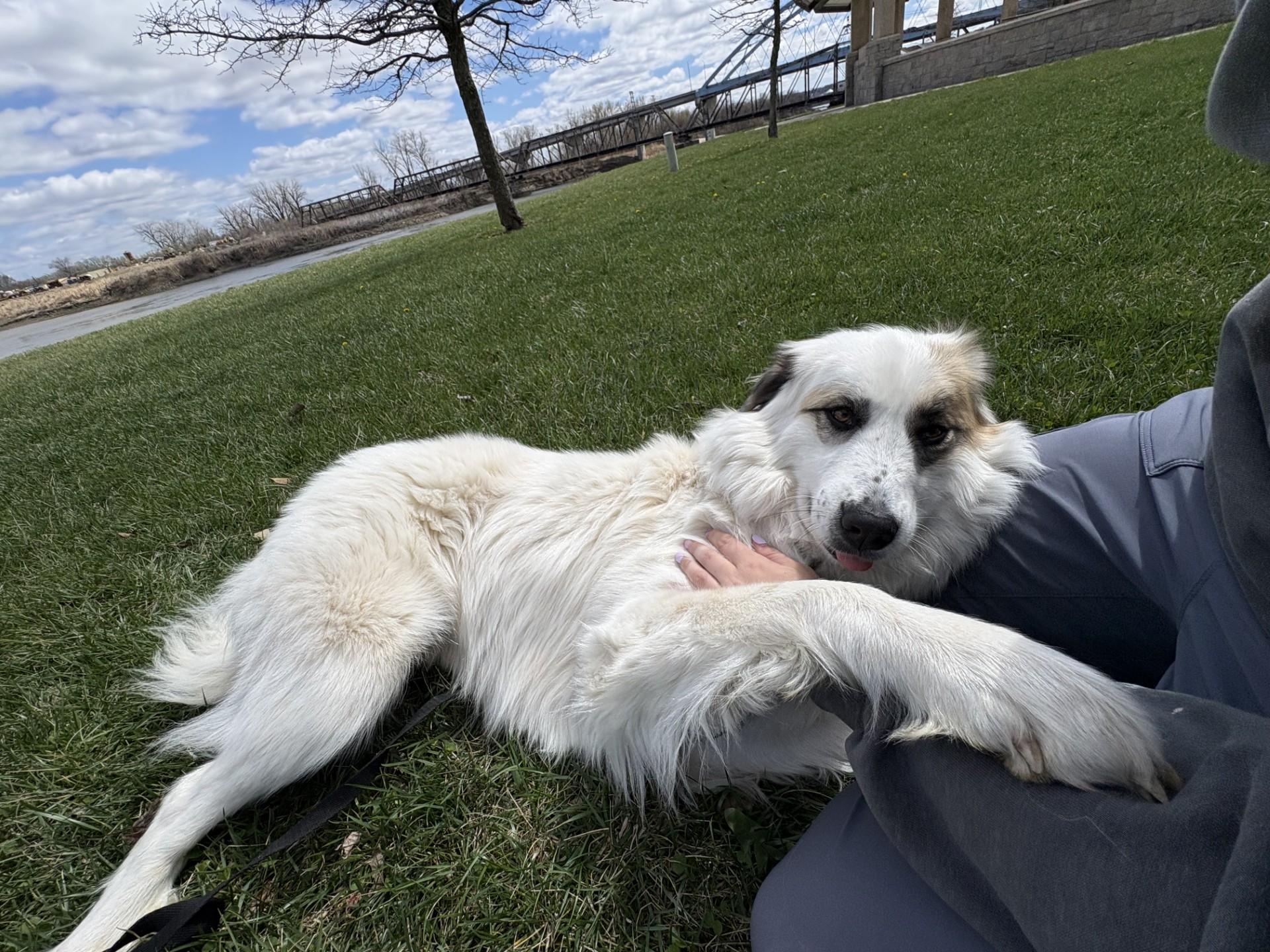 Enlarge Goose, a Adoptable mixed breed in Atchison, KS image 2/5
