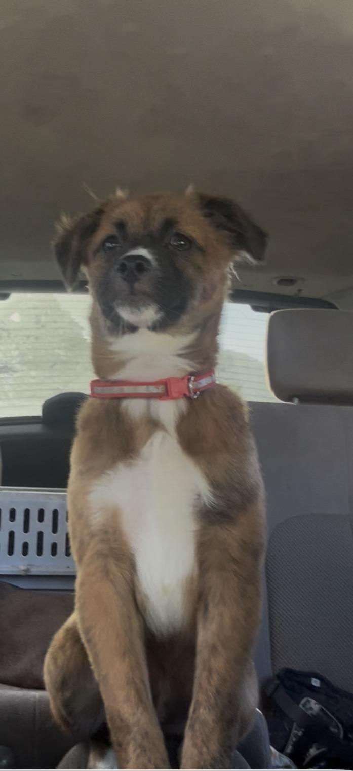 Noelle , a Adoptable mixed breed in Jacksonville, FL image 2/4