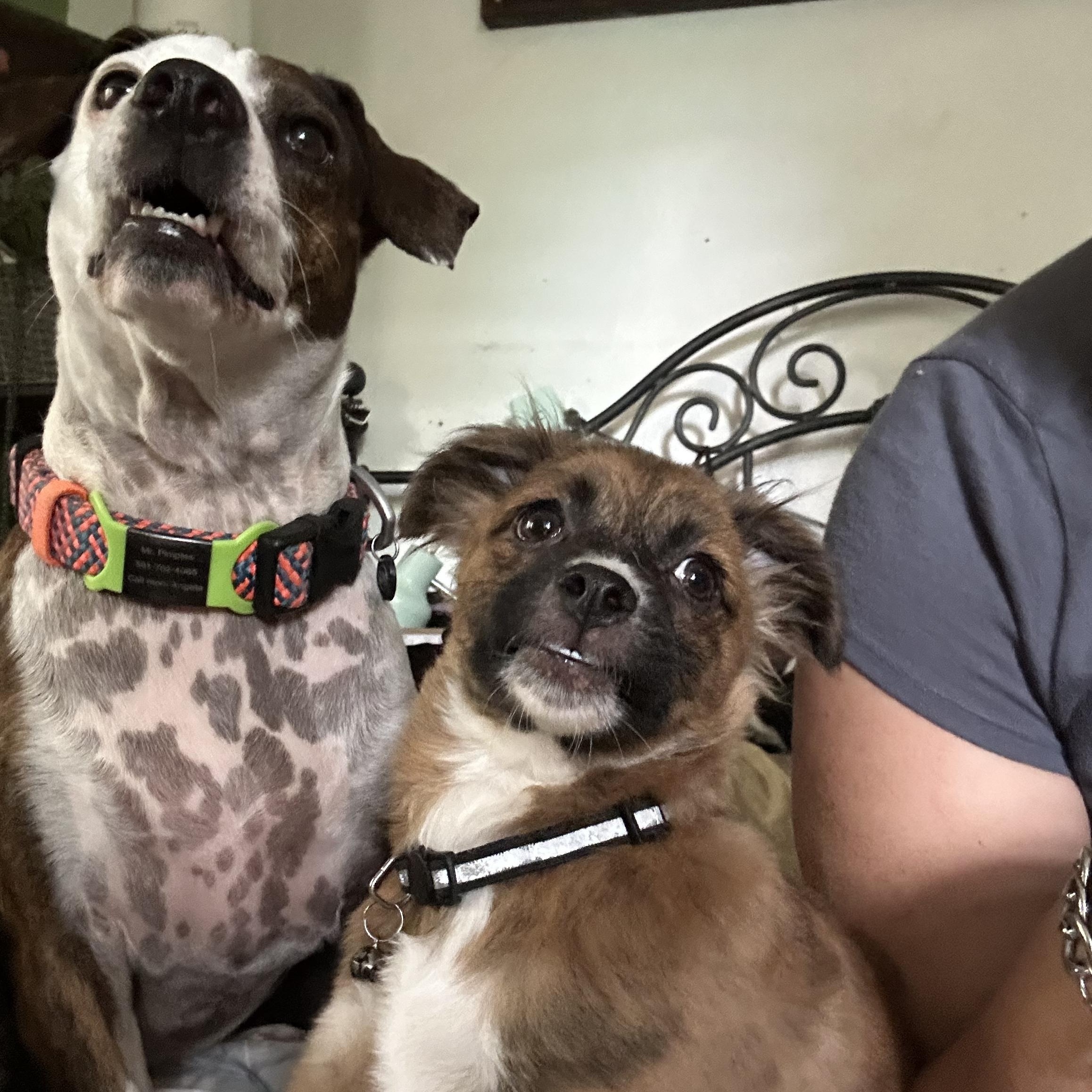 Noelle , Adoptable, Puppy Female Pomeranian & Australian Shepherd.