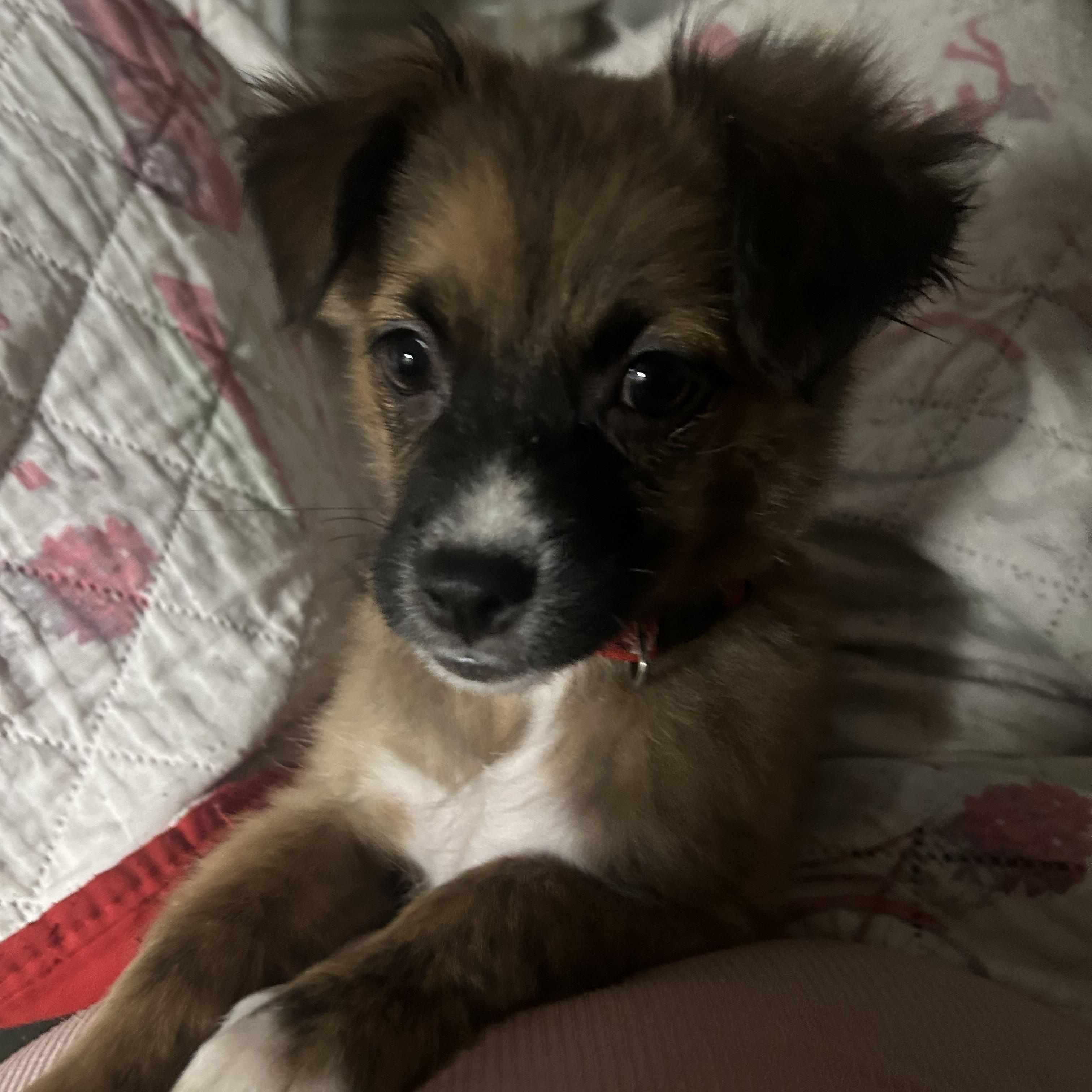 Enlarge Noelle , a Adoptable mixed breed in Jacksonville, FL image 1/3