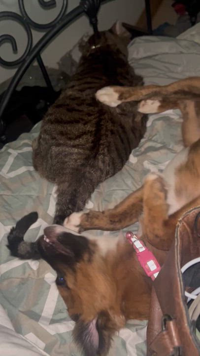 Enlarge Noelle , a Adoptable mixed breed in Jacksonville, FL video 4/4