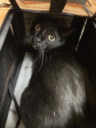 PJ, Adoptable, Kitten Male Domestic Short Hair & Domestic Short Hair.