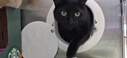 Enlarge PJ, a Adoptable mixed breed in Detroit, MI image 2/3