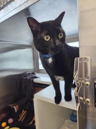 Enlarge PJ, a Adoptable mixed breed in Detroit, MI image 3/3