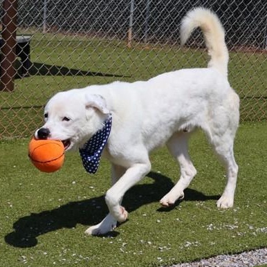 Enlarge Huck, a ADOPTABLE mixed breed in Danbury, CT image 2/3