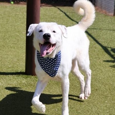 Enlarge Huck, a ADOPTABLE mixed breed in Danbury, CT image 1/3