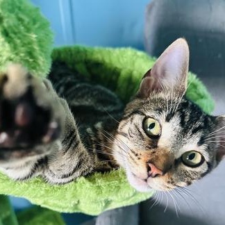 Camo — thumbnail 2