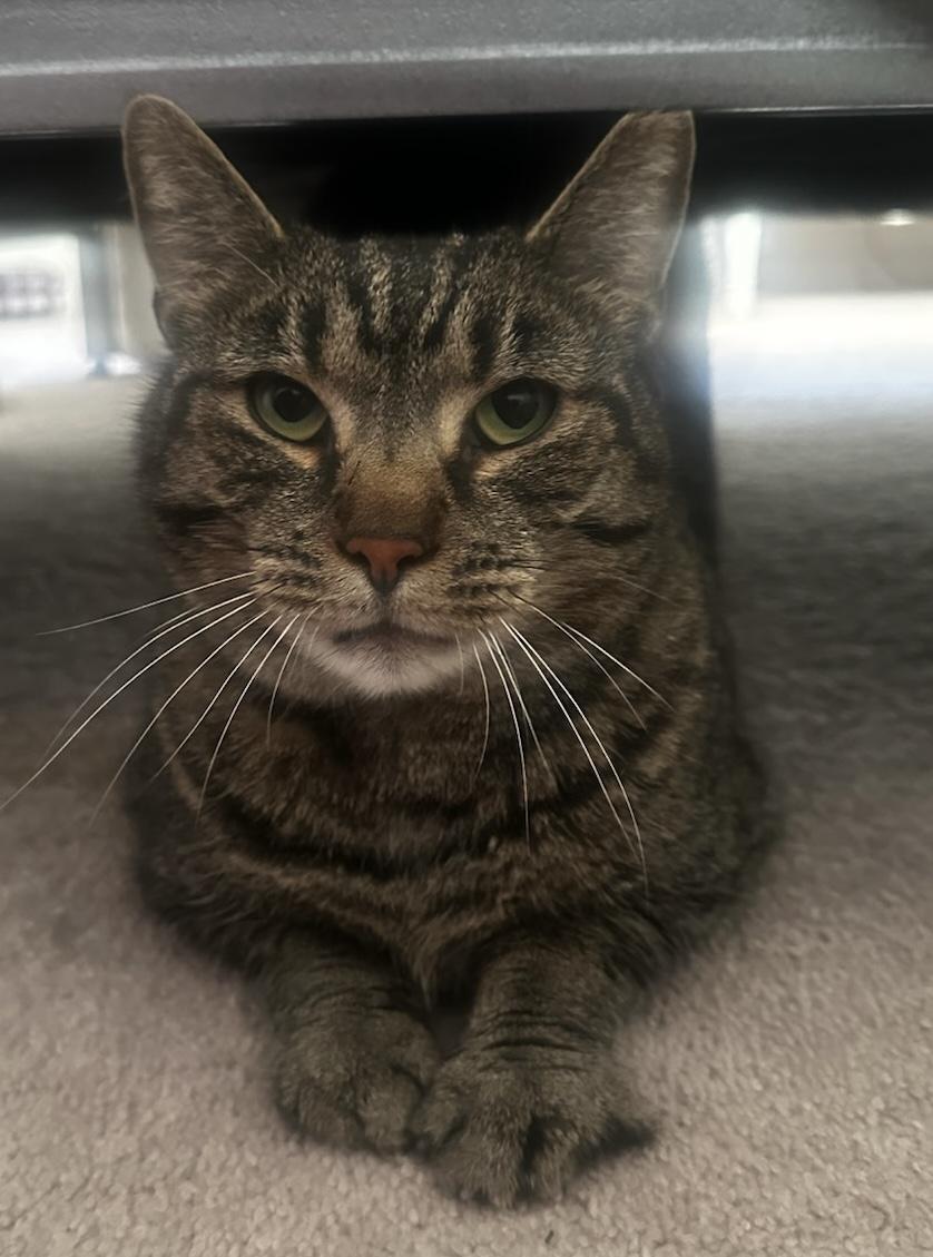 Mr. Bill, Adoptable, Adult Male Domestic Short Hair.