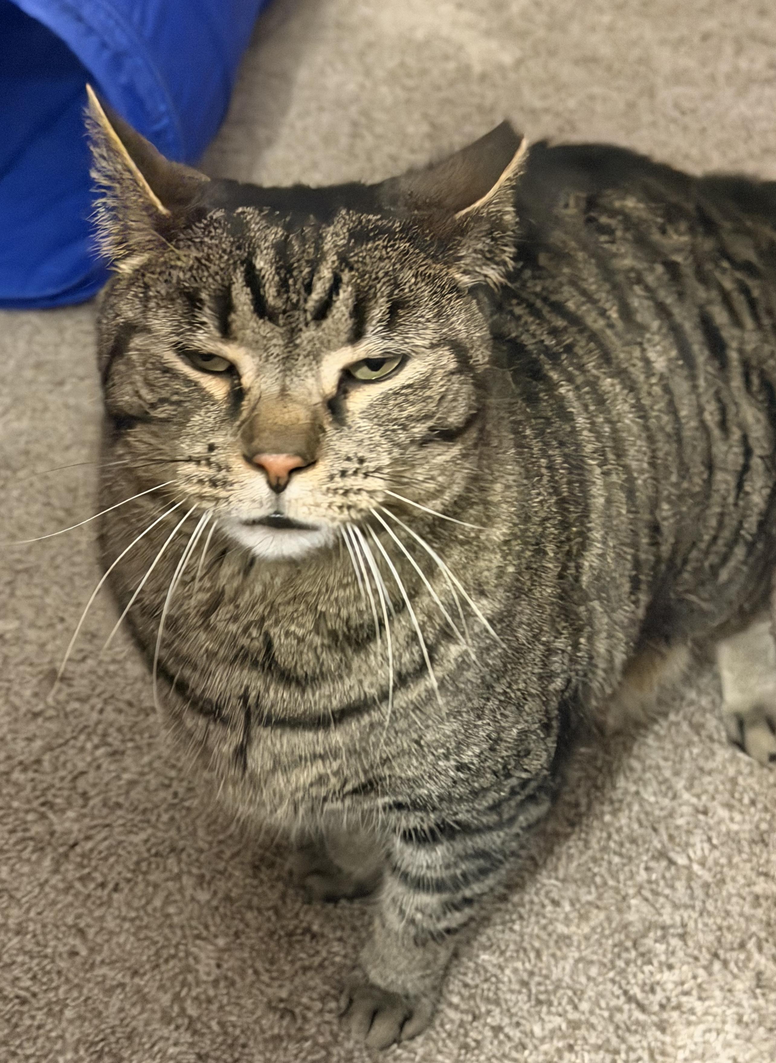 Mr. Bill, Adoptable, Adult Male Domestic Short Hair.