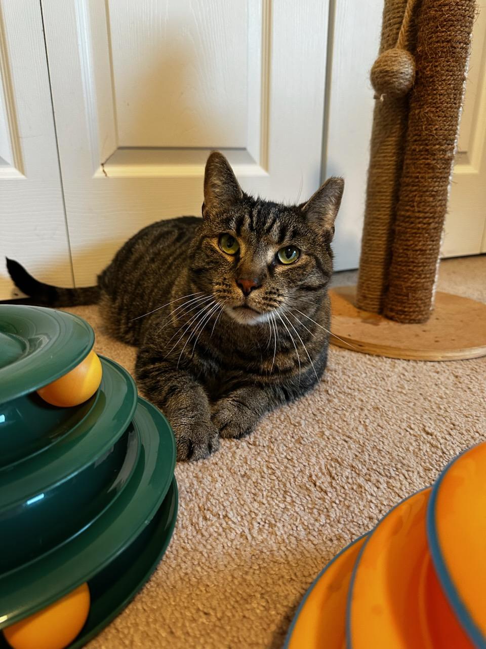 Mr. Bill, a Adoptable Domestic Short Hair in CANONSBURG, PA image 3/4