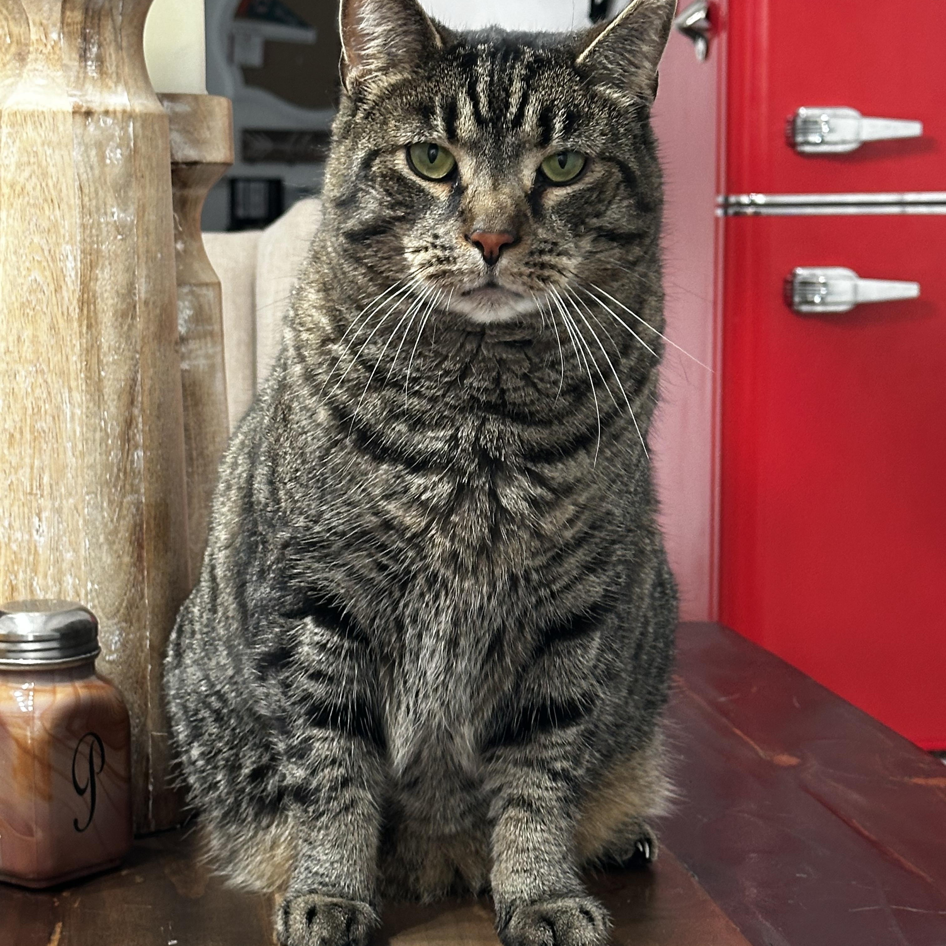 Mr. Bill, a Adoptable Domestic Short Hair in CANONSBURG, PA image 1/5