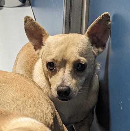 Enlarge Maui, a Adoptable mixed breed in Carrollton, TX image 1/1