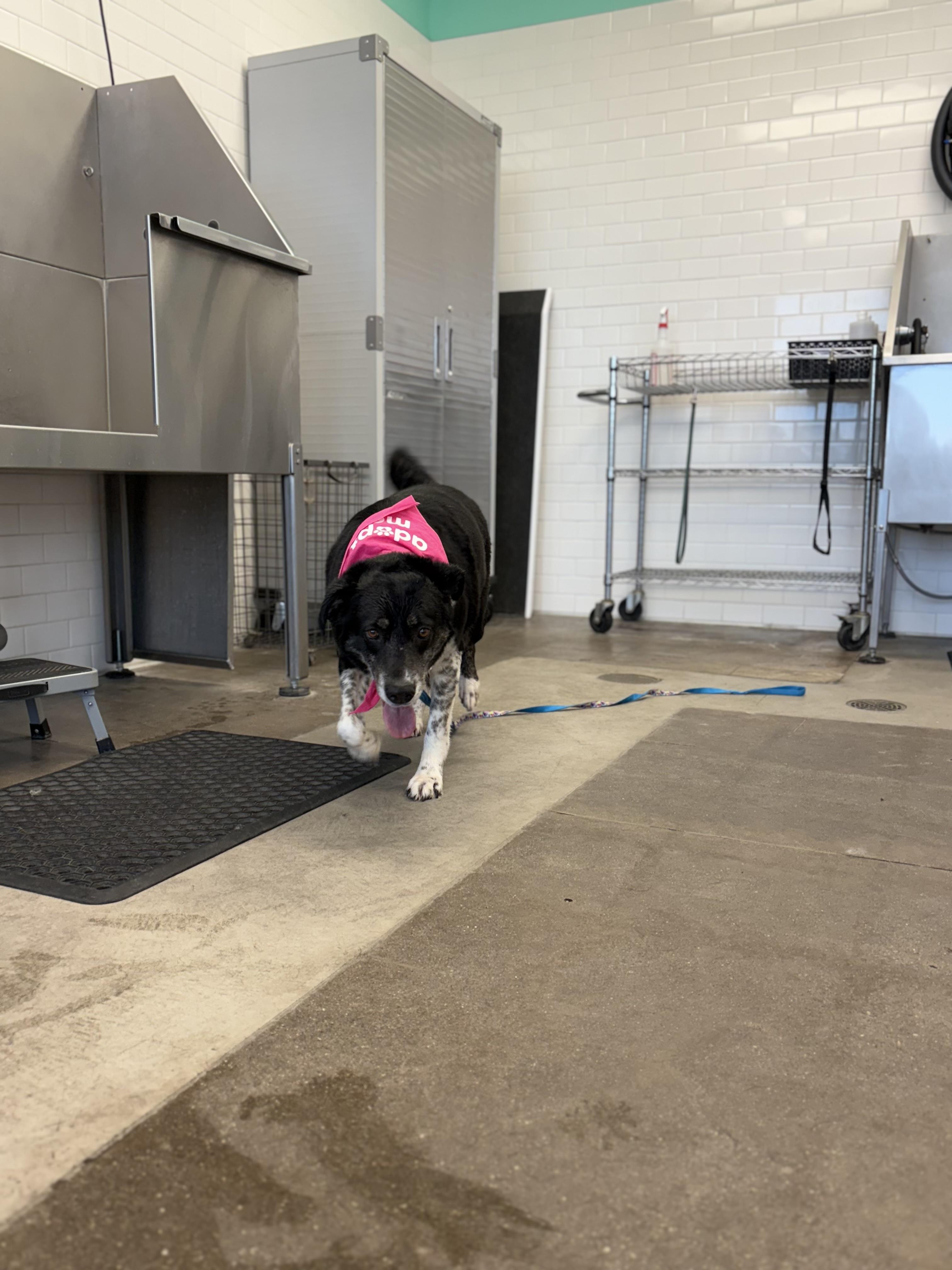 Enlarge Rose, an adoptable mixed breed in Zimmerman, MN image 3/6