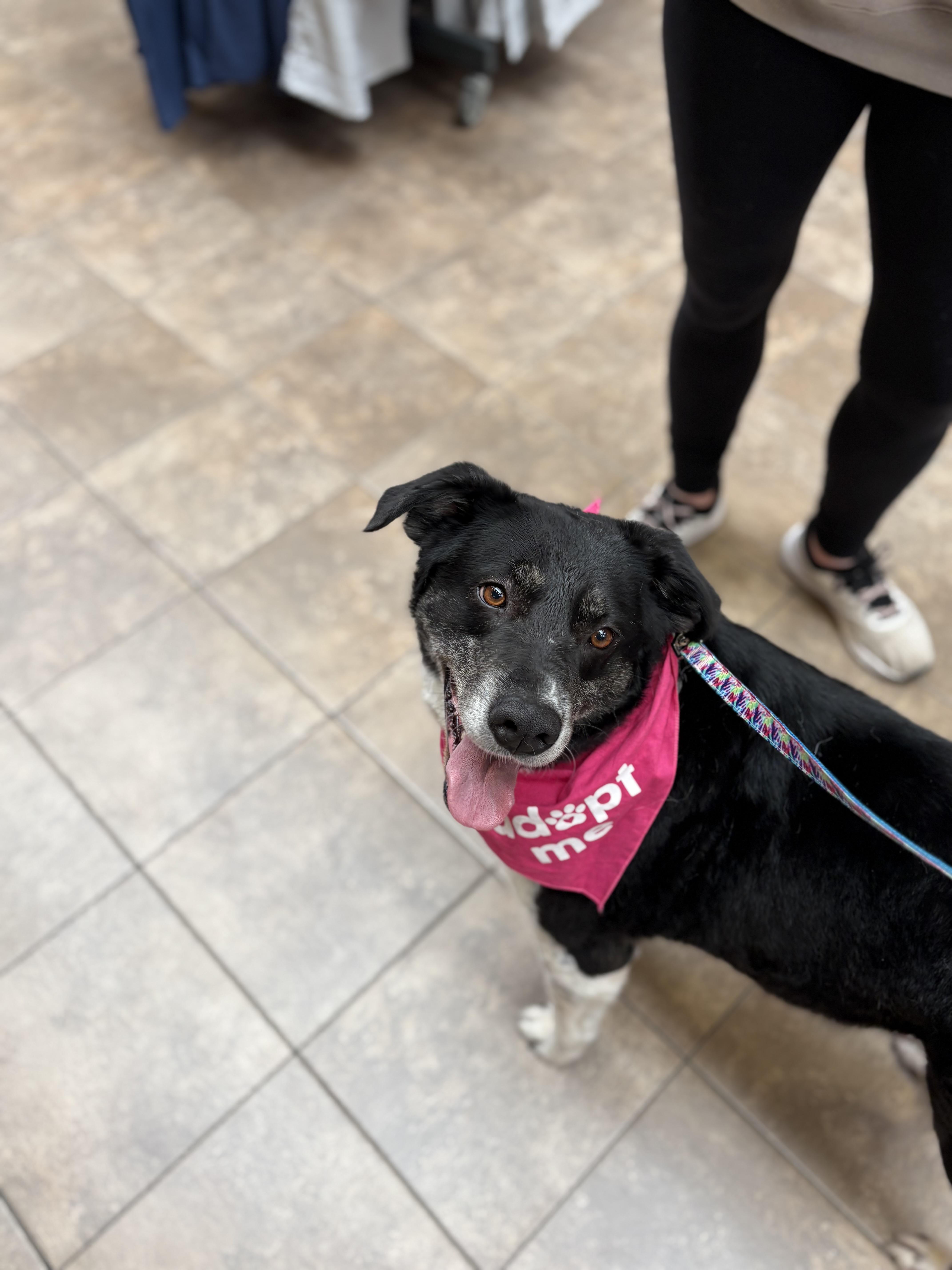 Enlarge Rose, an adoptable mixed breed in Zimmerman, MN image 6/6
