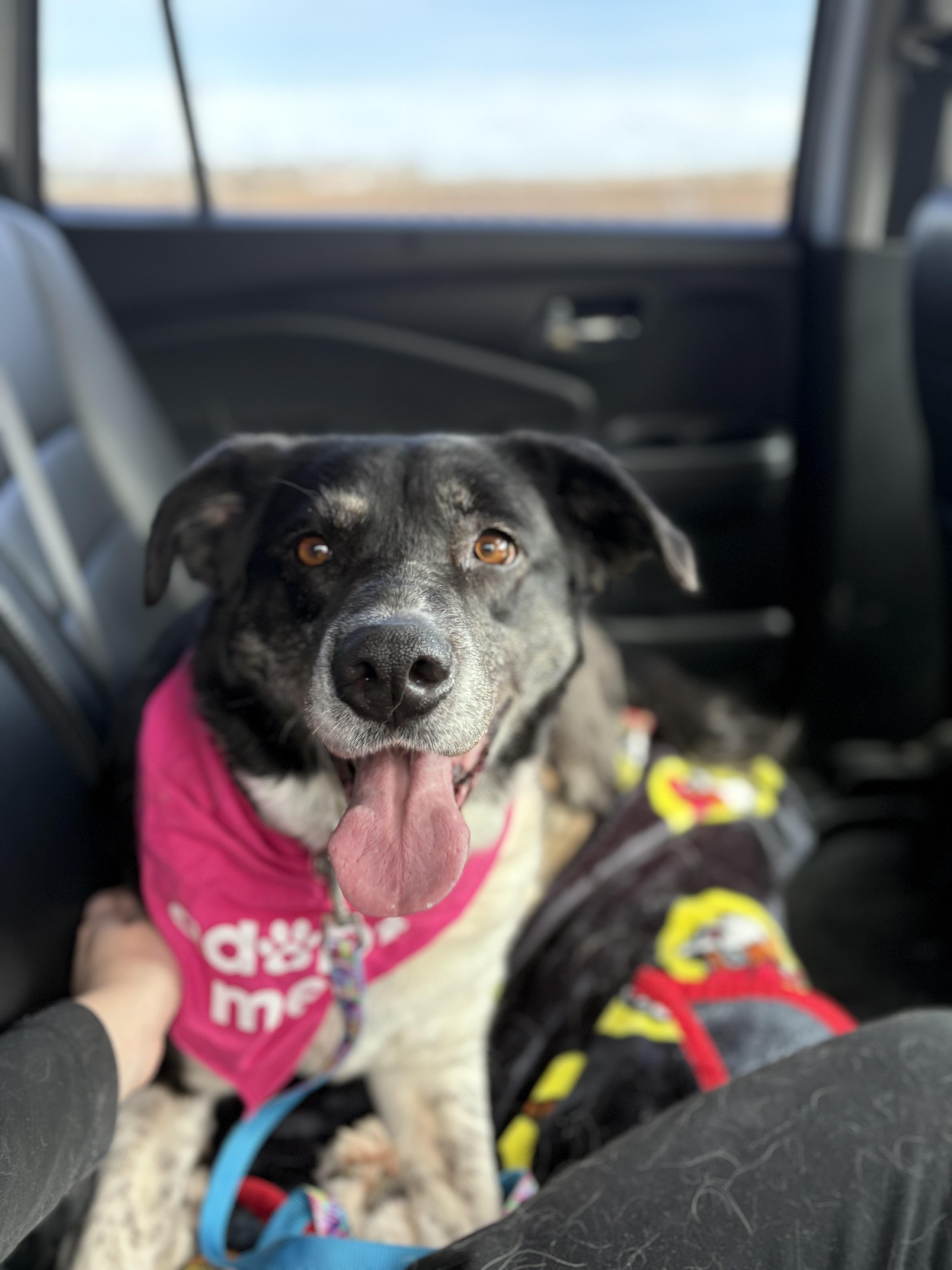 Enlarge Rose, an adoptable mixed breed in Zimmerman, MN image 1/6