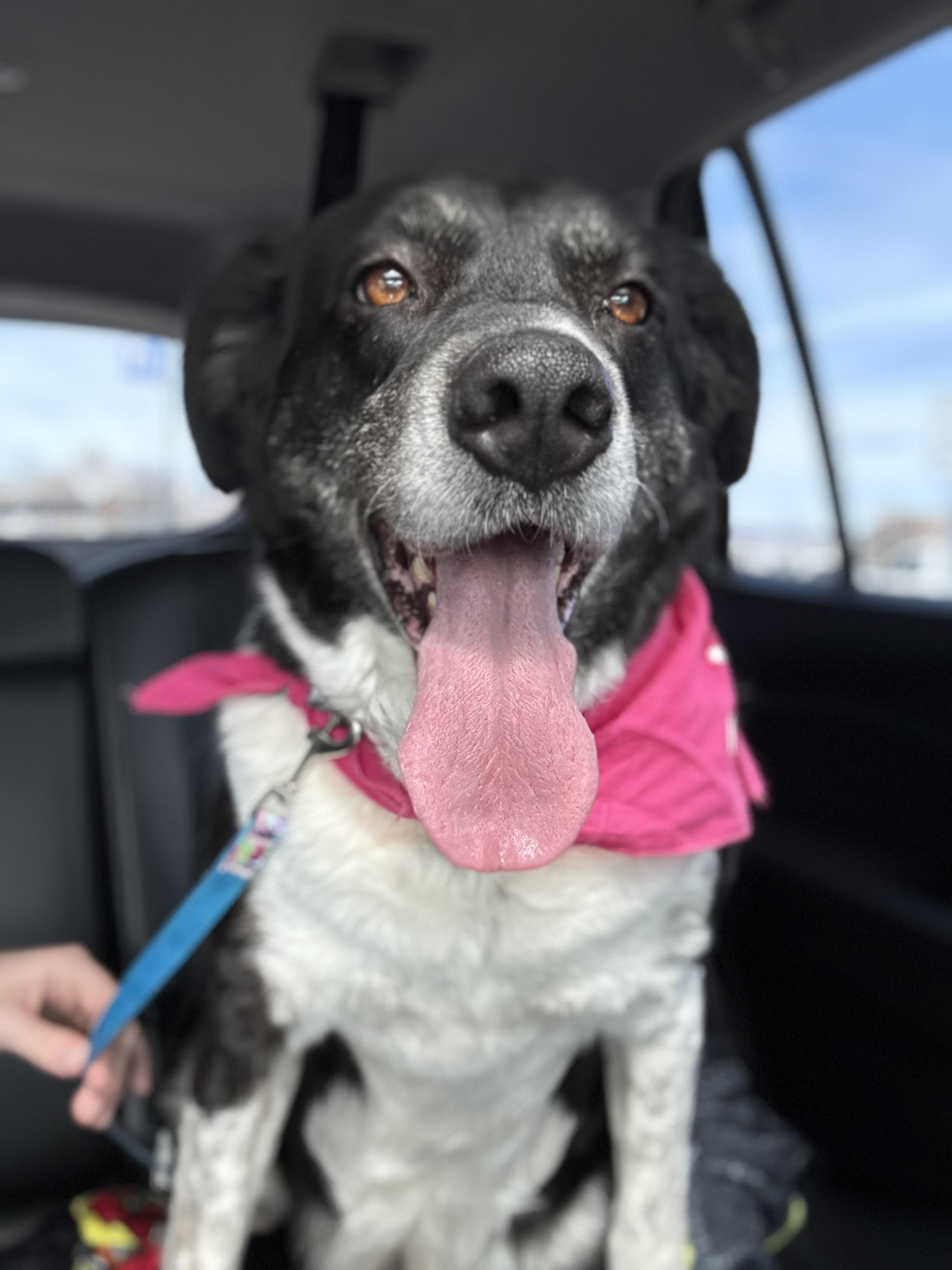 Enlarge Rose, an adoptable mixed breed in Zimmerman, MN image 5/6