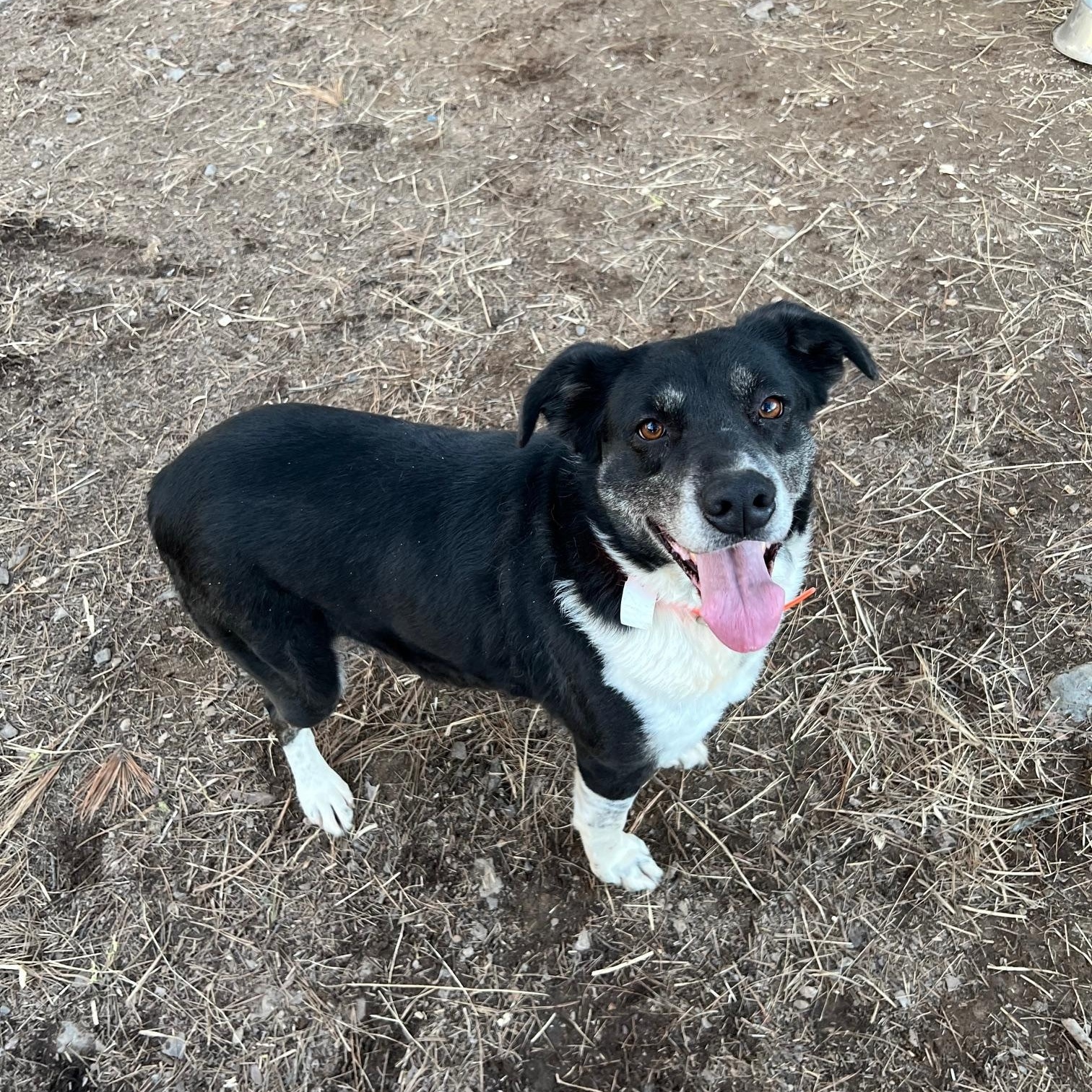 Enlarge Rose, an adoptable mixed breed in Zimmerman, MN image 2/6
