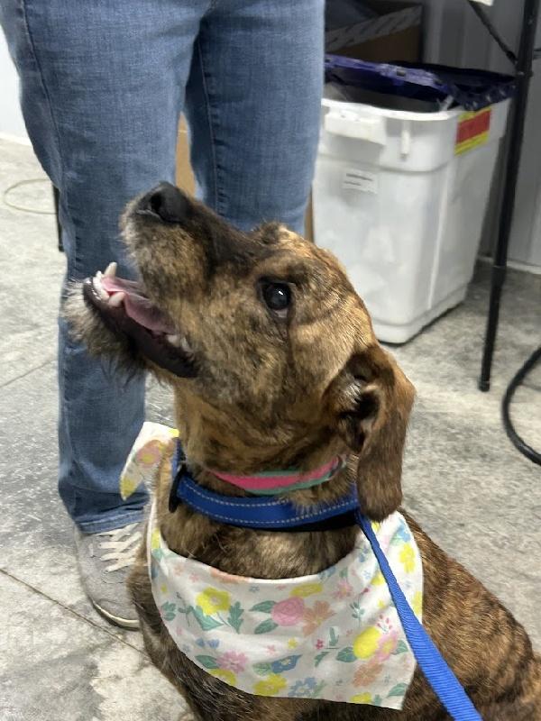Karly, a ADOPTABLE mixed breed in Aurora, IL image 2/3