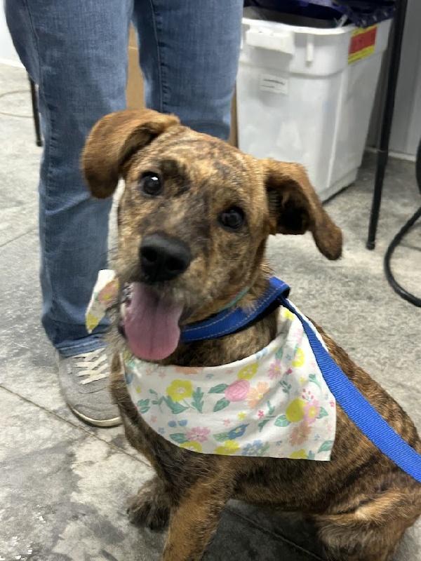 Karly, a ADOPTABLE mixed breed in Aurora, IL image 1/3
