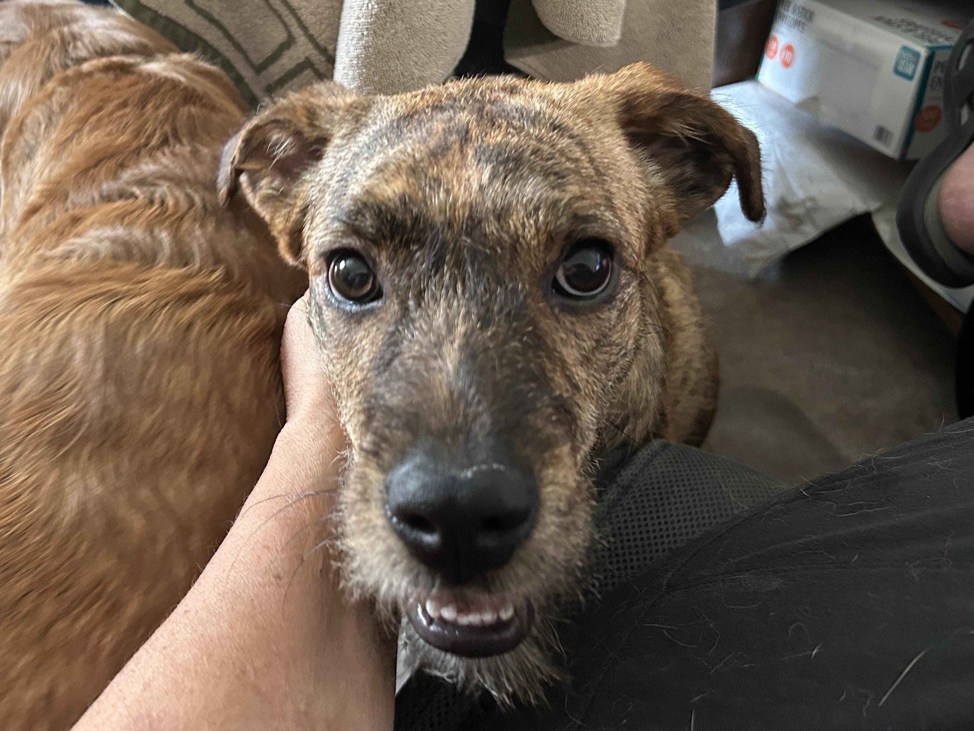 Karly, a ADOPTABLE mixed breed in Aurora, IL image 3/3