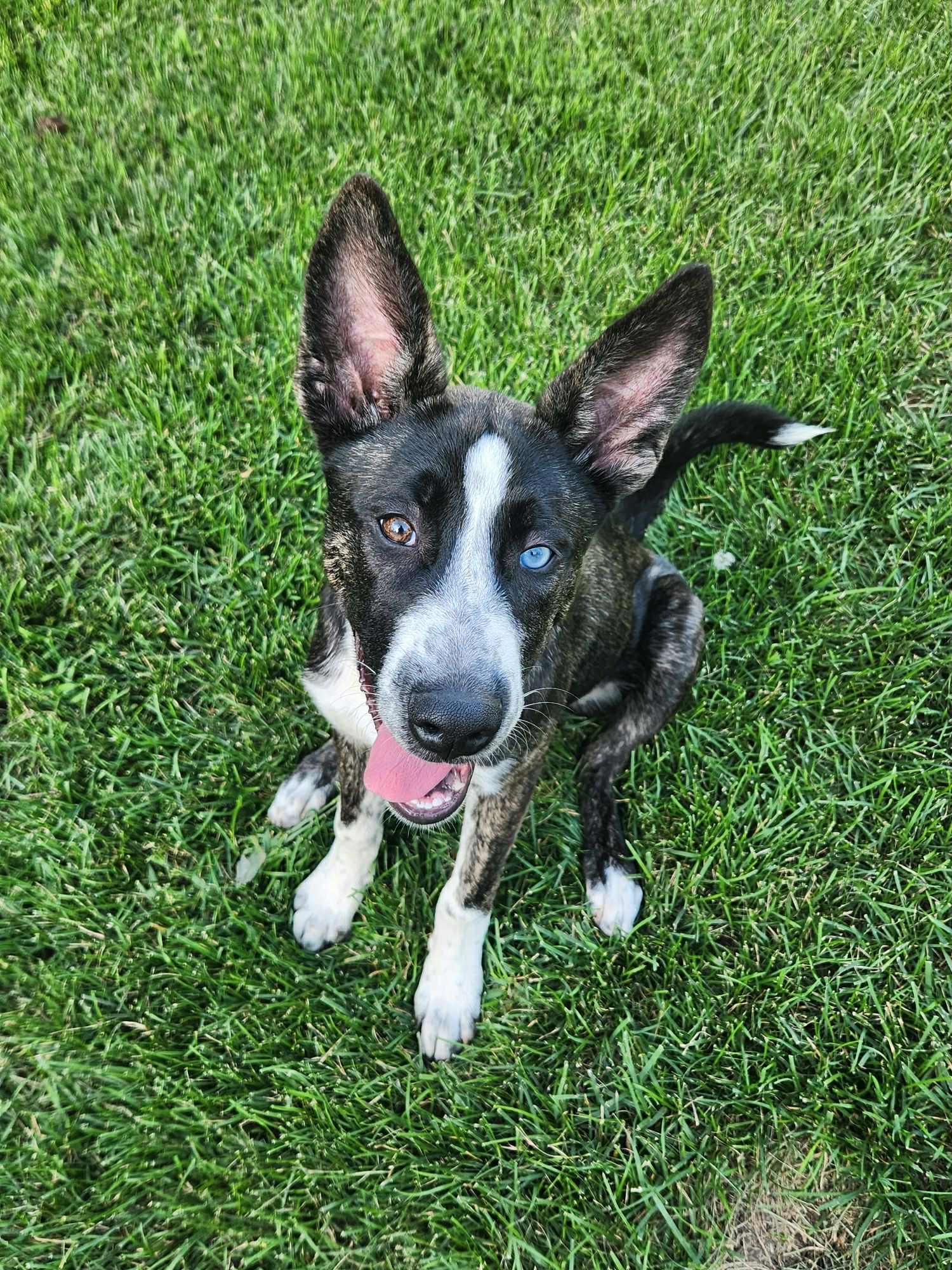 Gia