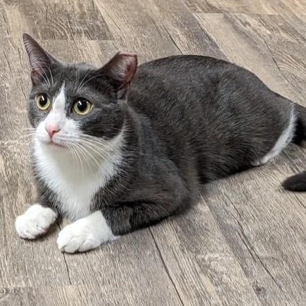 Mallory, a Adoptable Domestic Short Hair in East Amherst, NY image 3/6