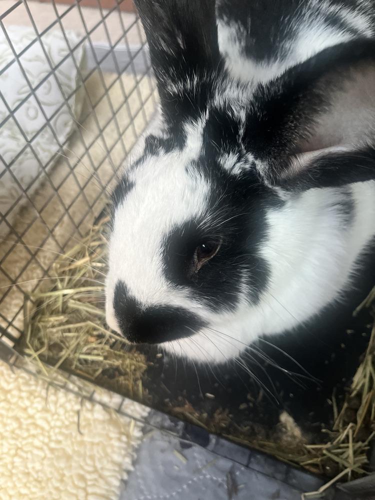 Valentina, Adoptable, Young Female English Spot.