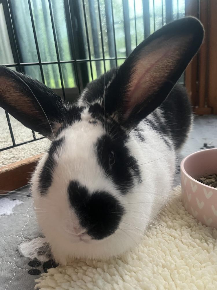 Enlarge Valentina, a Adoptable English Spot in Naples, FL image 2/3