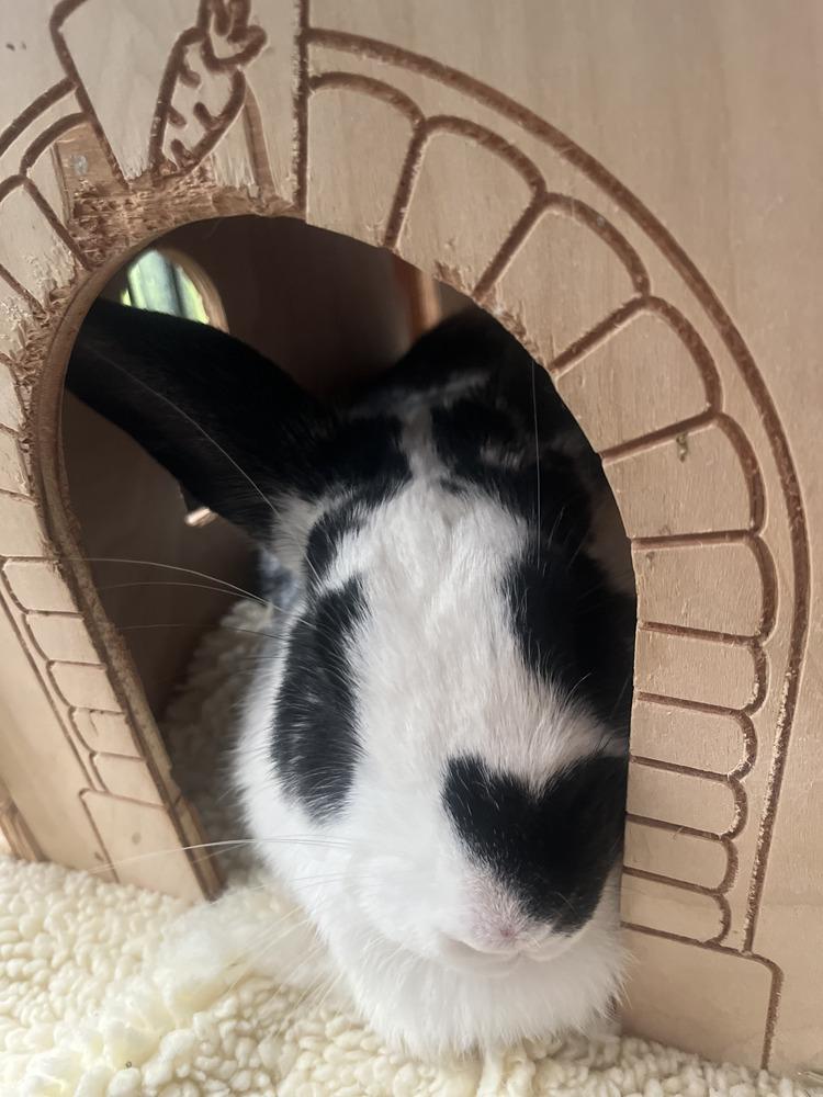 Enlarge Valentina, a Adoptable English Spot in Naples, FL image 3/3