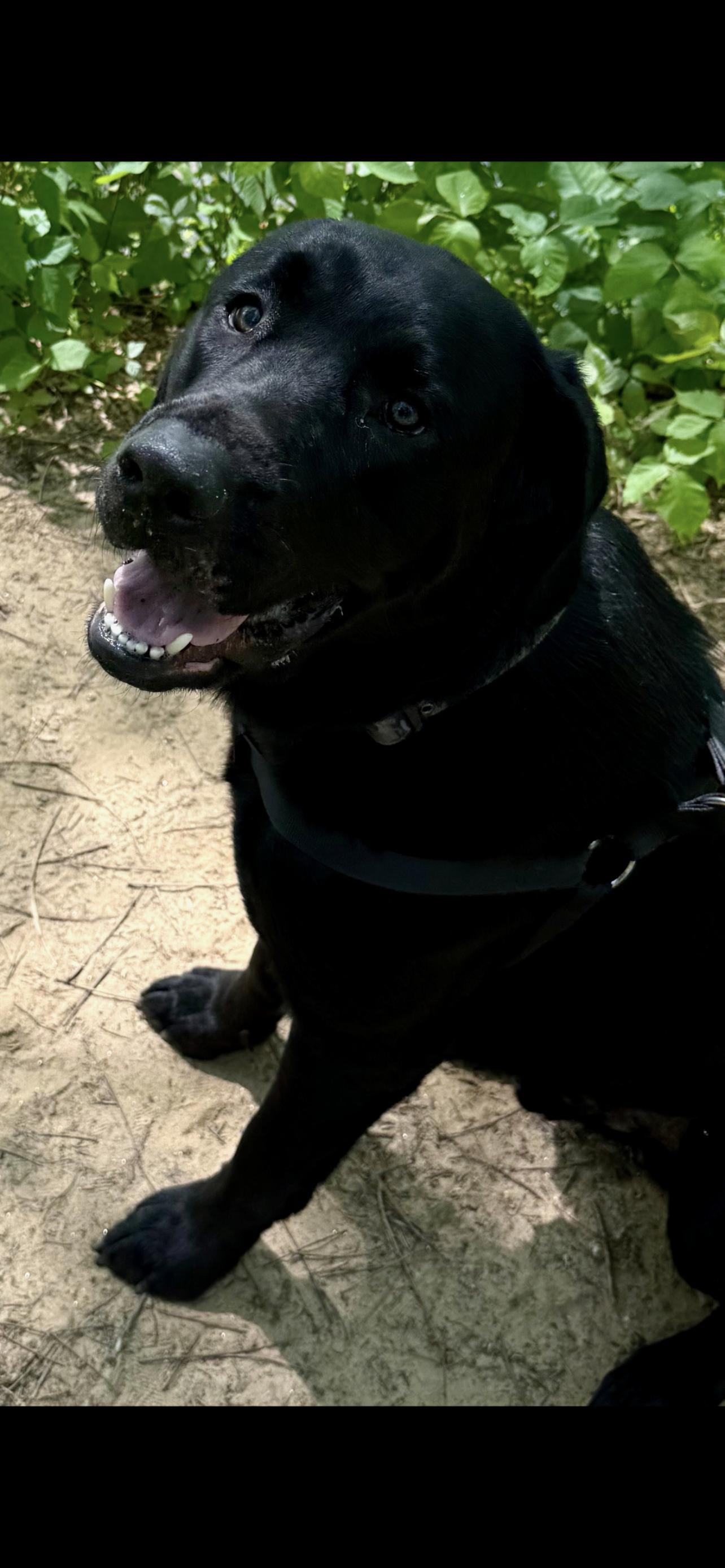 Ballou, Adopted, Adult Male Black Labrador Retriever.