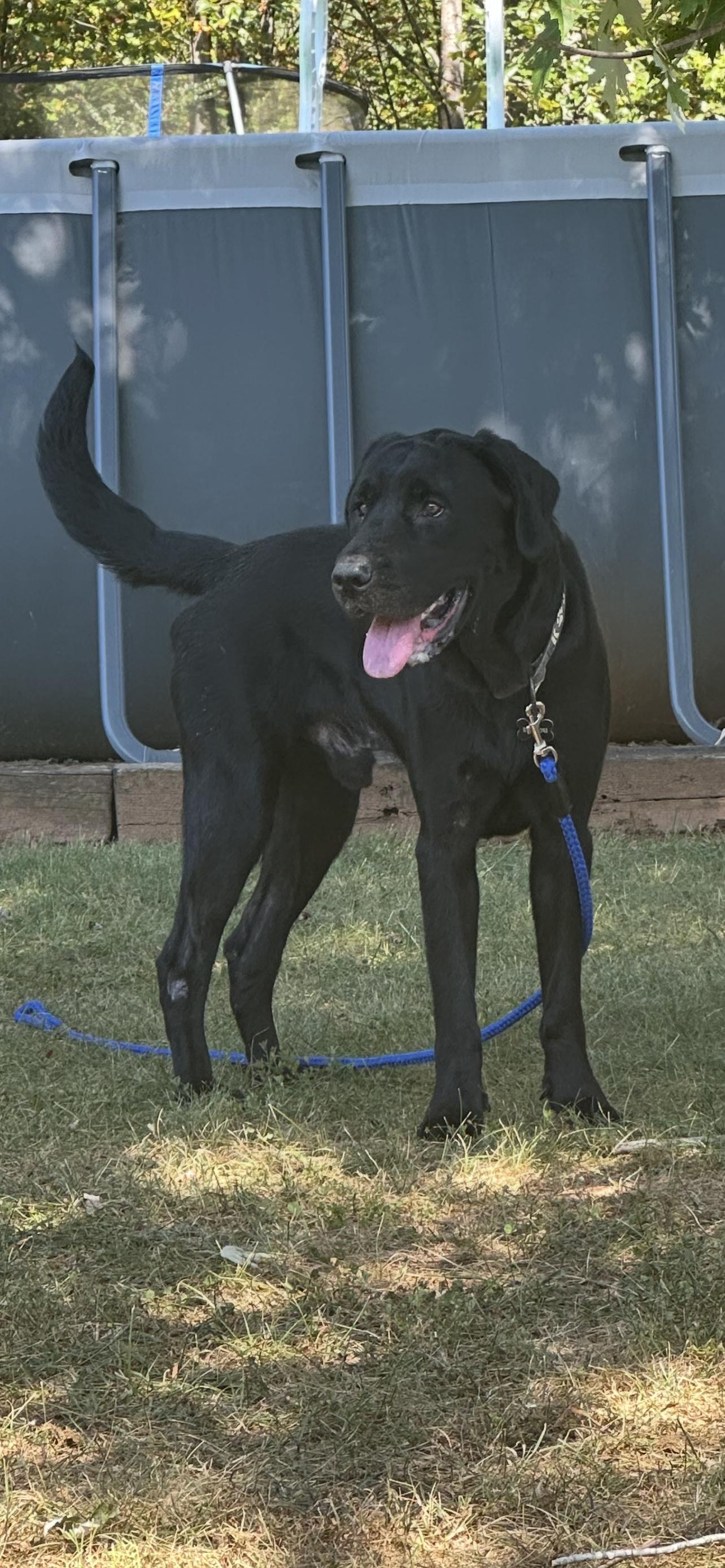 Ballou, a Adopted Black Labrador Retriever in Reidsville, NC image 2/3