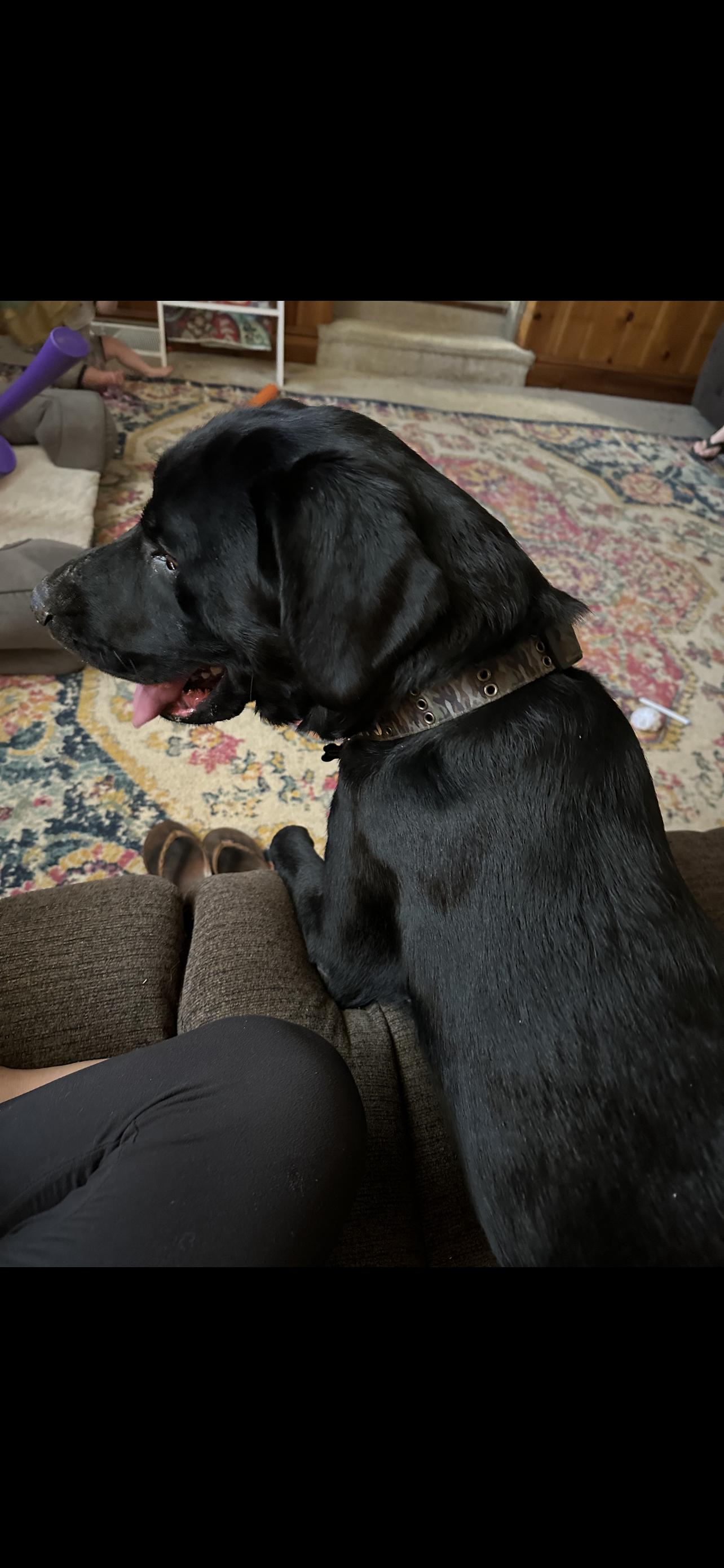 Ballou, a Adopted Black Labrador Retriever in Reidsville, NC image 3/3