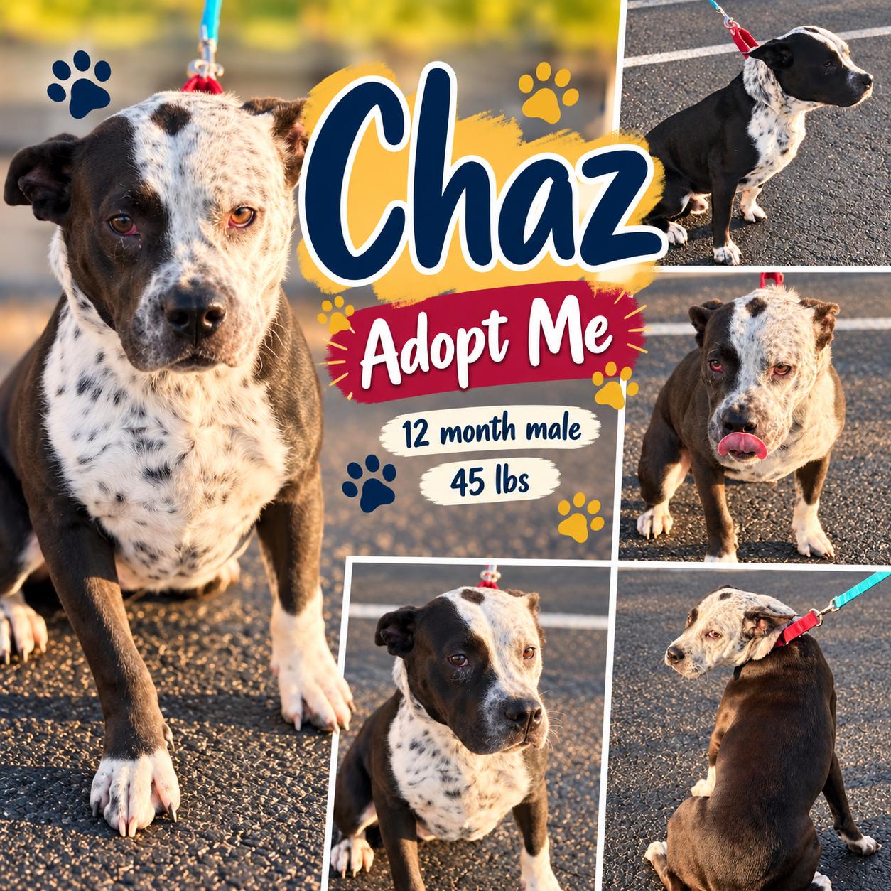 Chaz, Adoptable, Young Male Bulldog & Pointer.