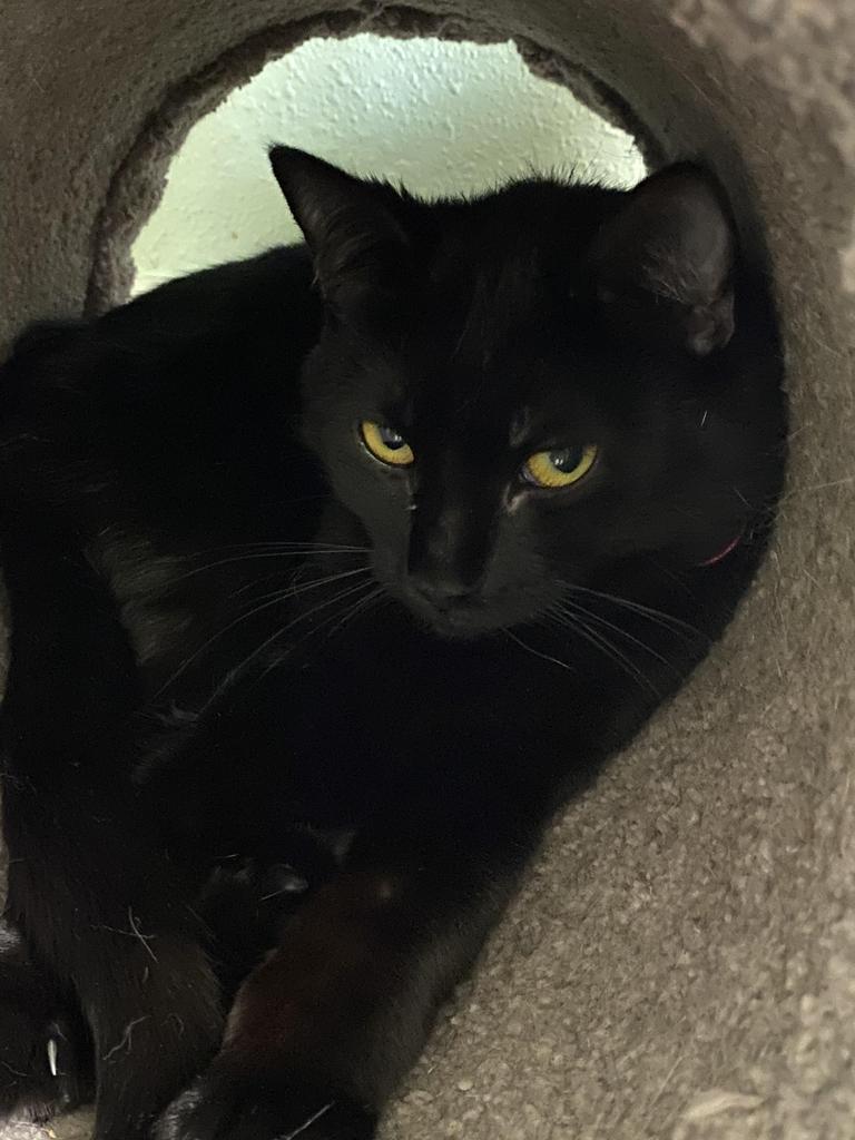 Enlarge Tess, a Adoptable mixed breed in Hot Springs, AR image 1/1