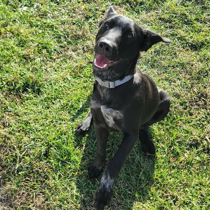Enlarge Radar, an adopted mixed breed in Monticello, IA image 3/6