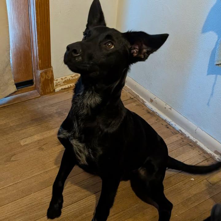 Enlarge Radar, an adopted mixed breed in Monticello, IA image 5/6