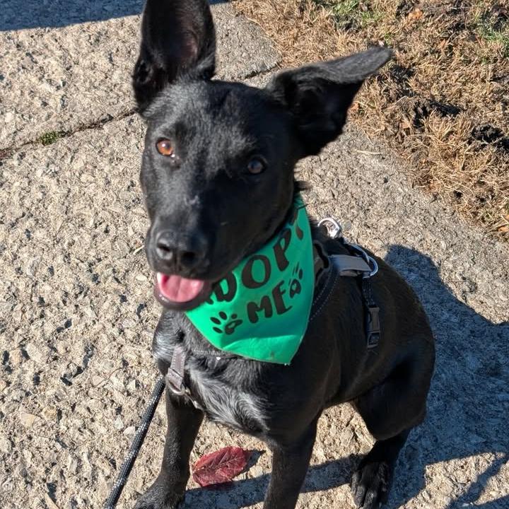 Radar, Adoptable, Young Male Border Collie & Australian Cattle Dog / Blue Heeler.