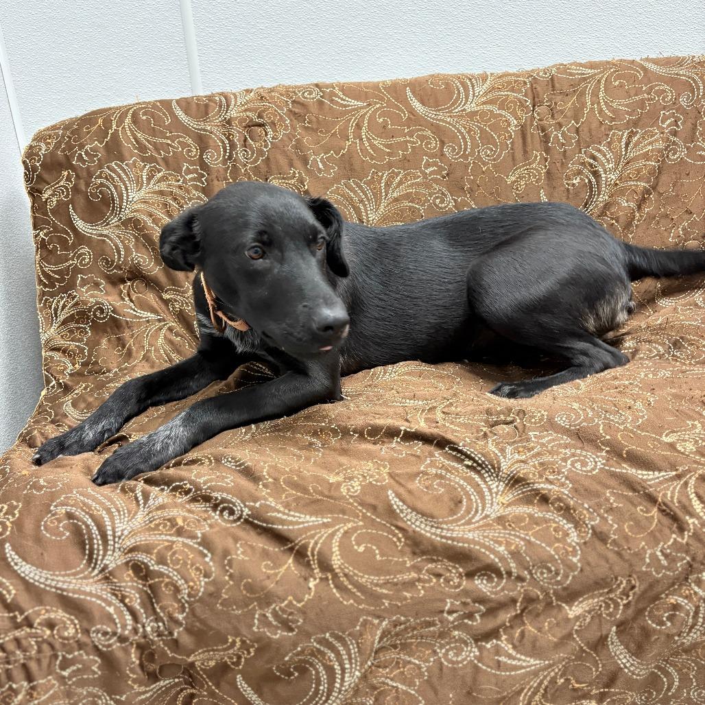 Enlarge Radar, an adopted mixed breed in Monticello, IA image 4/6