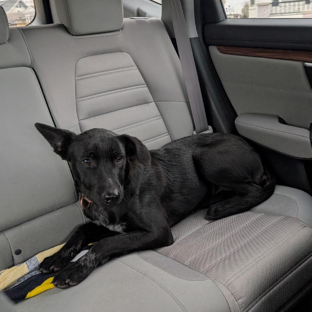 Enlarge Radar, an adopted mixed breed in Monticello, IA image 2/6