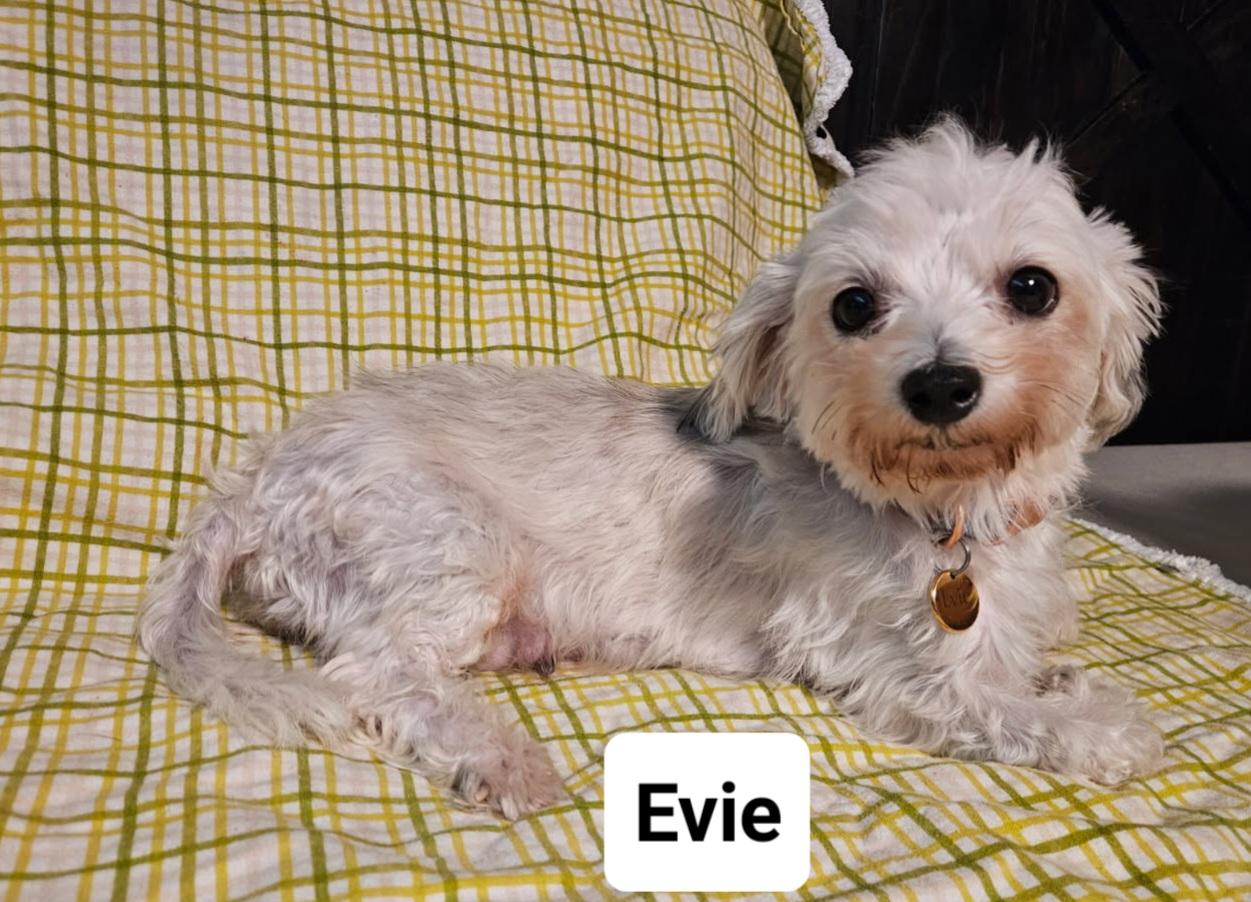 Enlarge Evie, a Adoptable Maltese in San Antonio, TX image 3/3