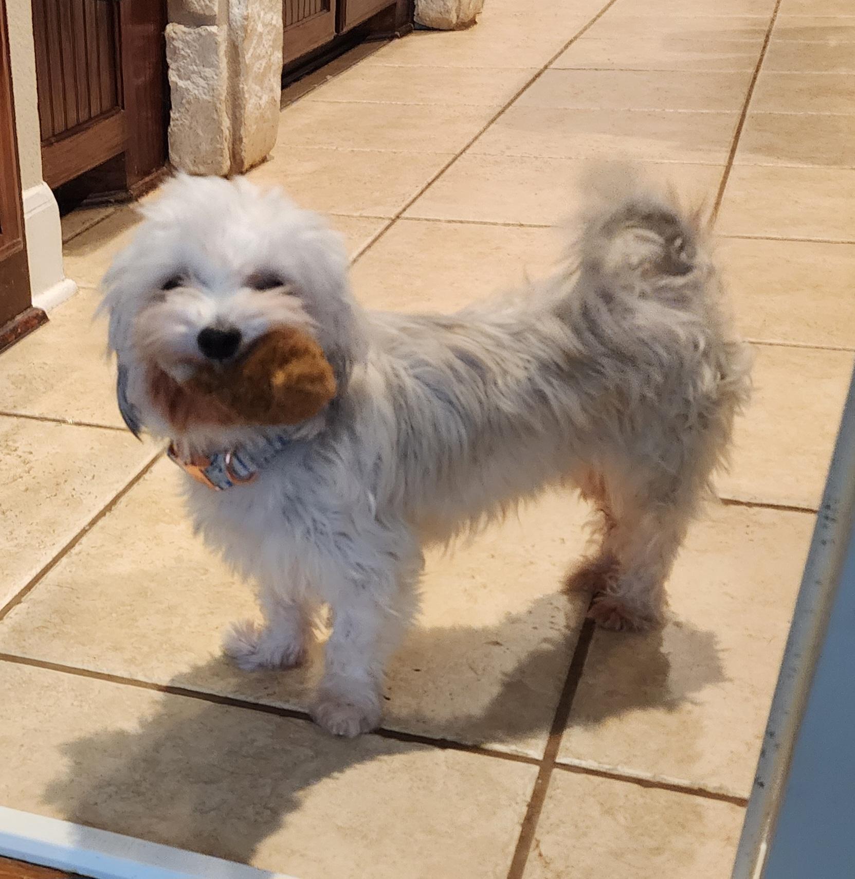 Evie, Adoptable, Adult Female Maltese.