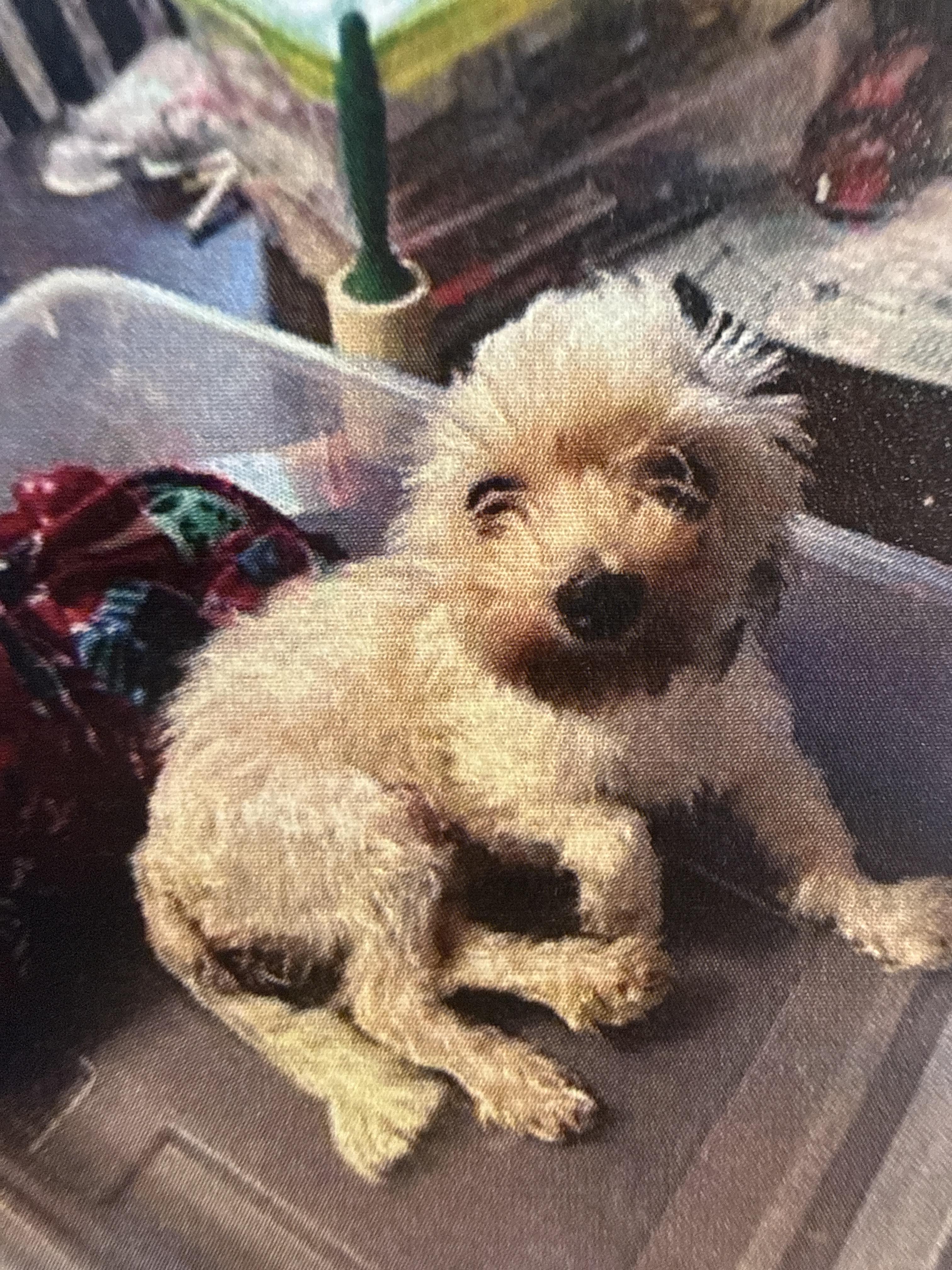 Enlarge Evie, a Adoptable Maltese in San Antonio, TX image 2/3
