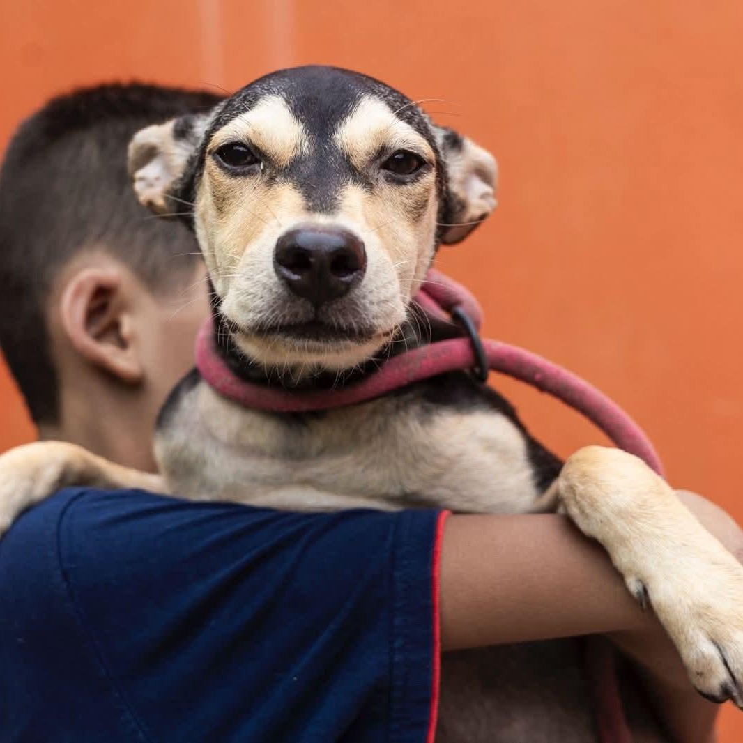 Enlarge Zack, an adoptable mixed breed in Williamsburg, ON image 1/17